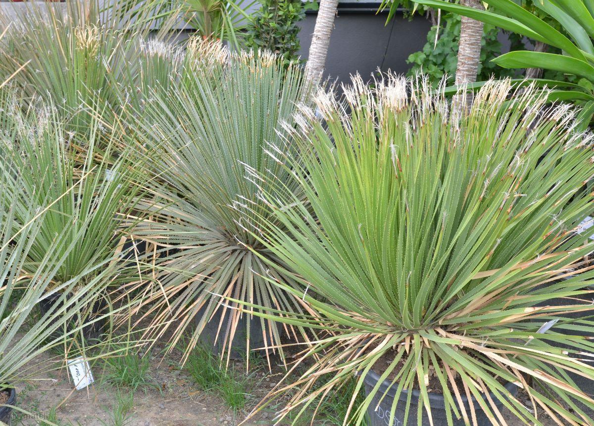 Dasylirion serratifolium (30l)