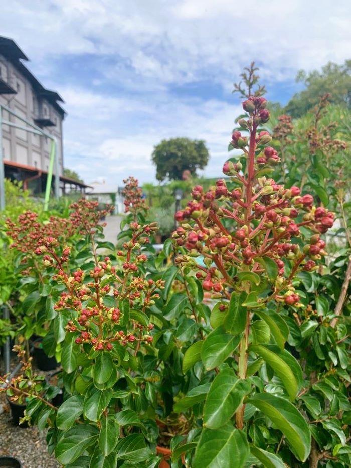 Lagerstroemia indica, vzrostlý keř