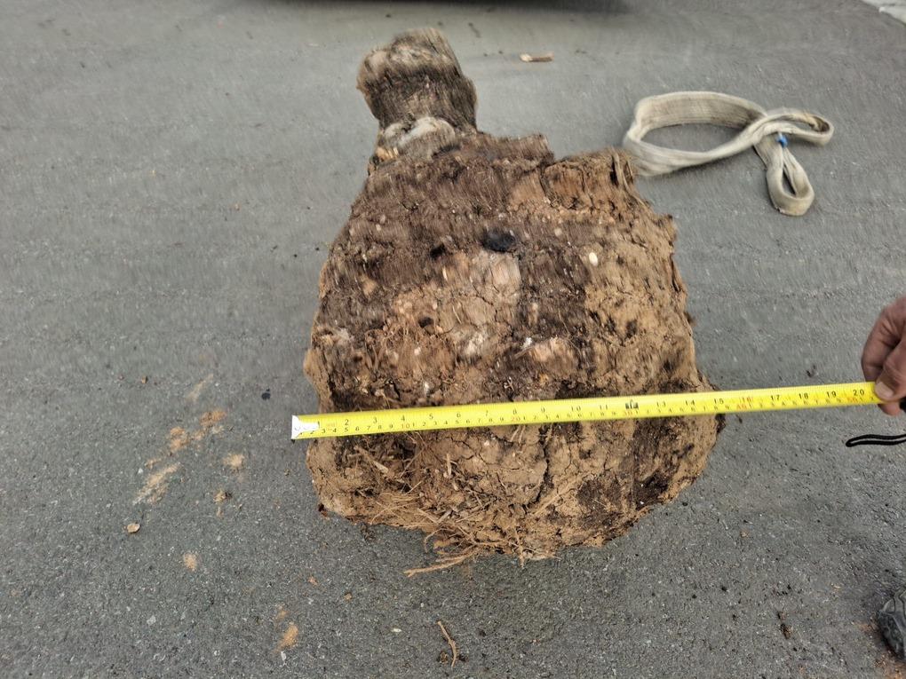 Olivový kmen, délka 100 cm