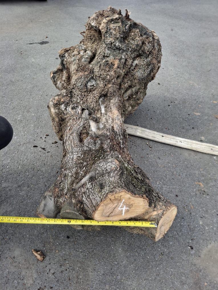 Olivový kmen, délka 120 cm