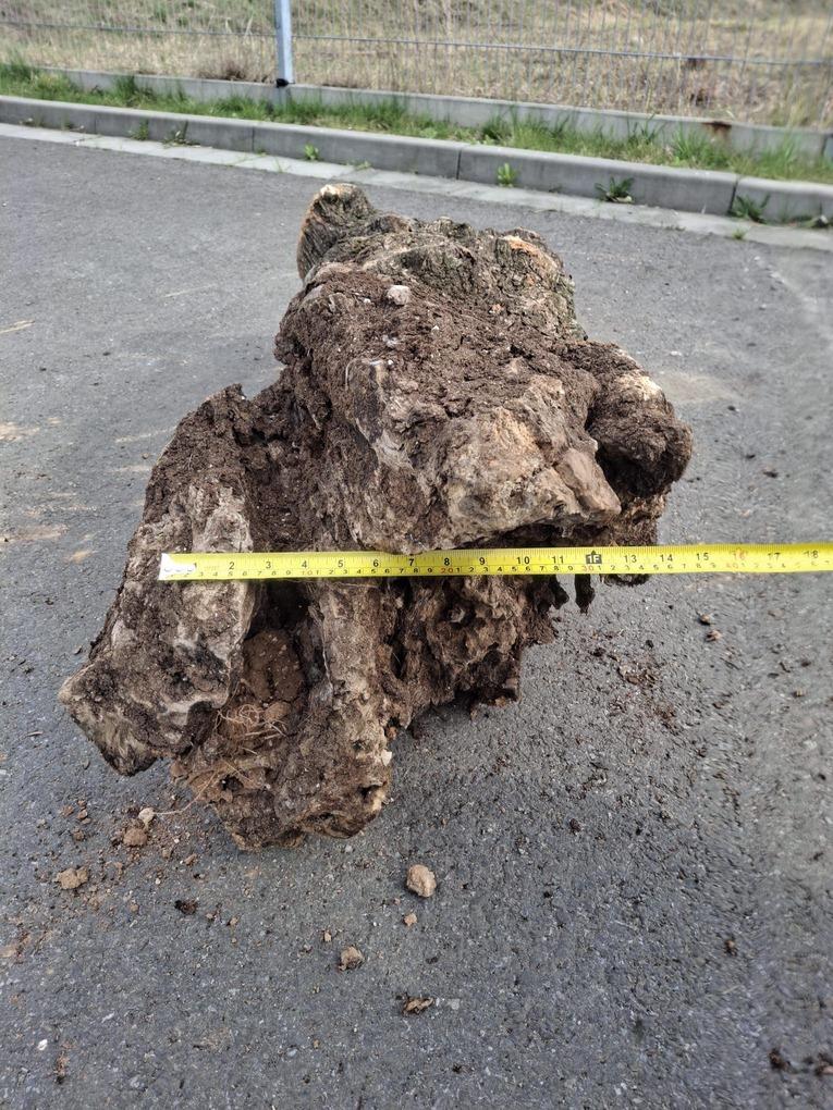 Olivový kmen, délka 110 cm