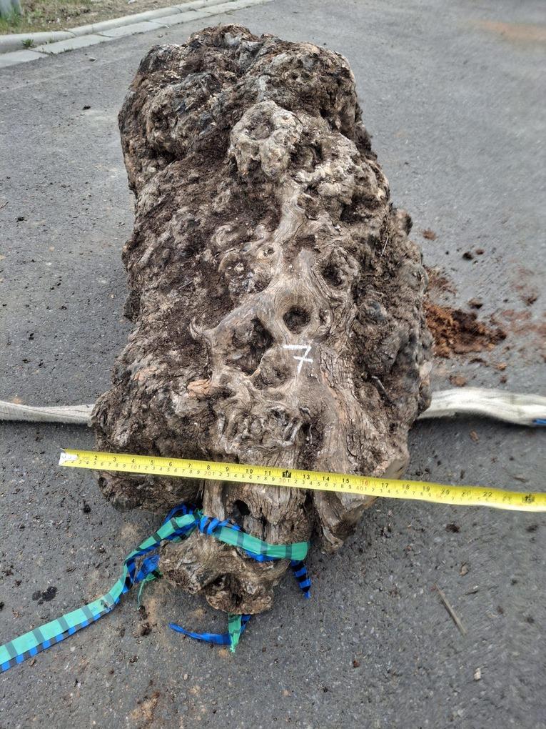 Olivový kmen, délka 130 cm