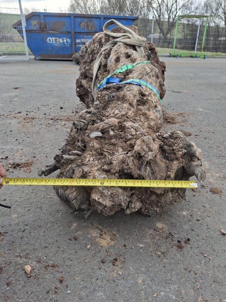 Olivový kmen, délka 190 cm