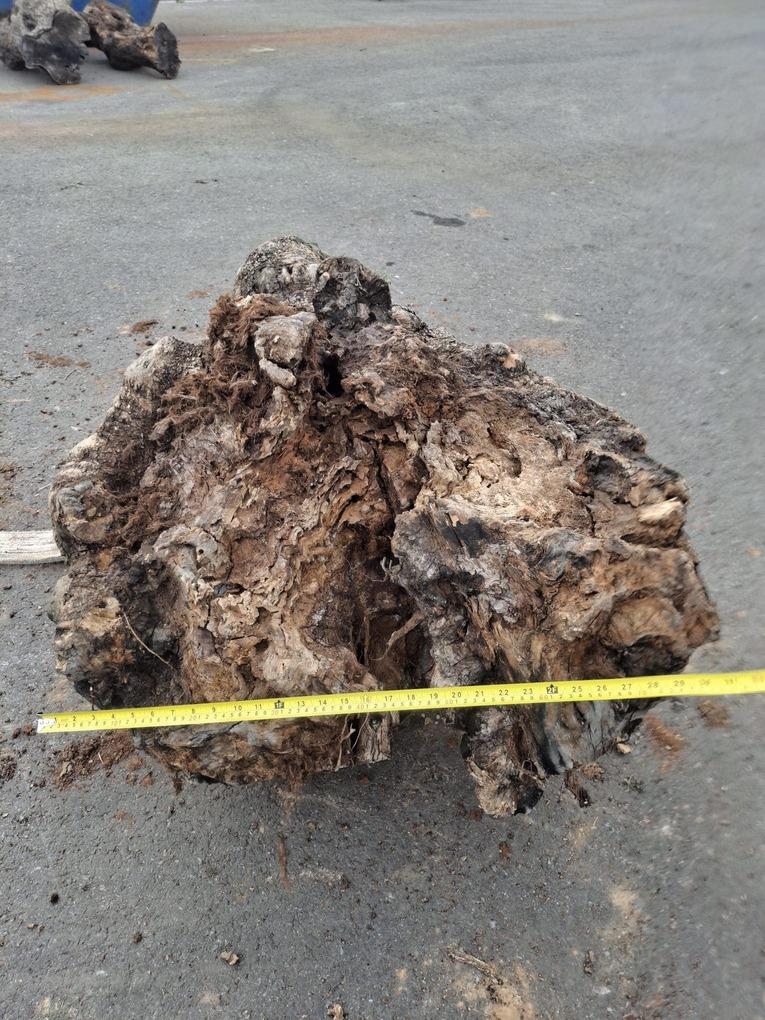 Olivový kmen, délka 100 cm