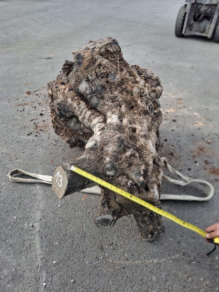 Olivový kmen, délka 110 cm