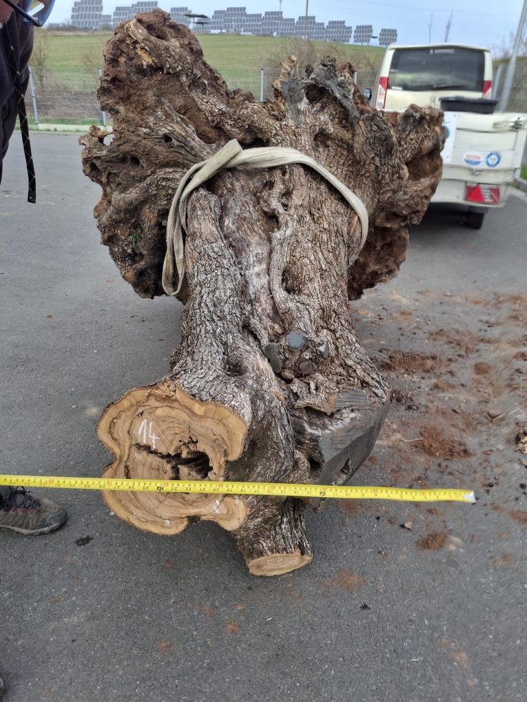 Olivový kmen, délka 200 cm