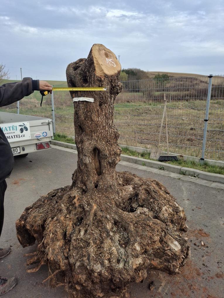 Olivový kmen, délka 190 cm