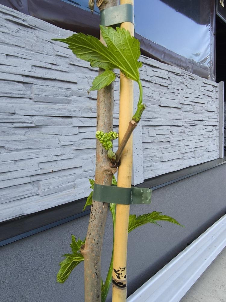 Moruše Kagayamae plodící