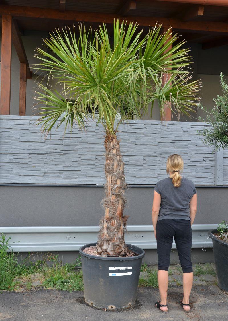 Livistona decipiens 2,5m