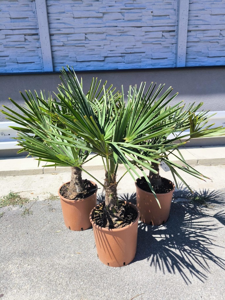 Trachycarpus fortunei 90-100 cm, kmen 10-15 cm