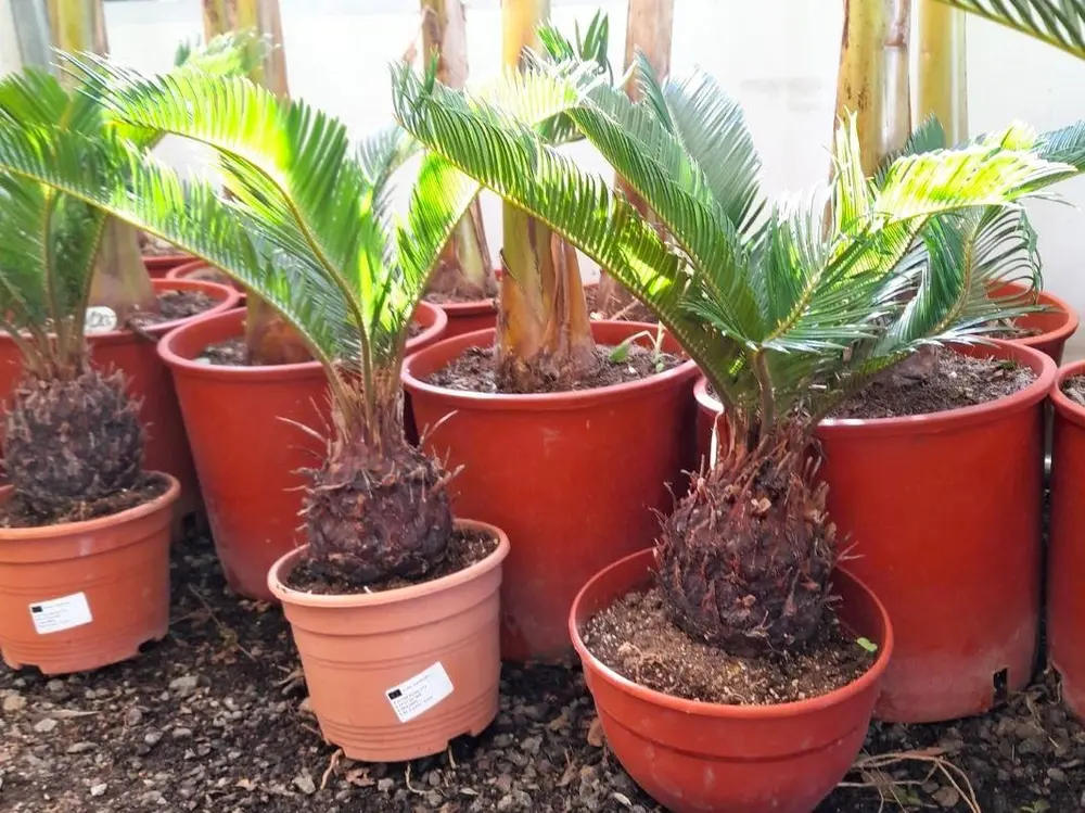 Cycas revoluta 3L