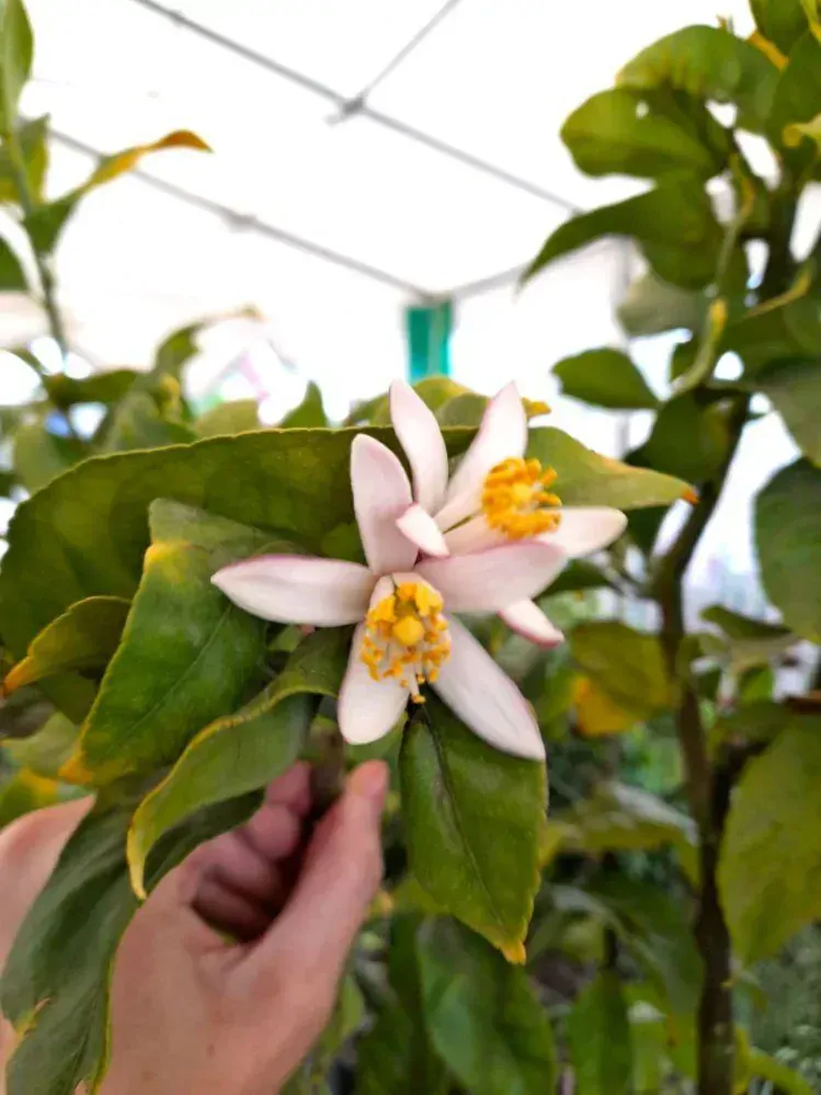 Citrus limon - citron, 80L, obv. 25 cm