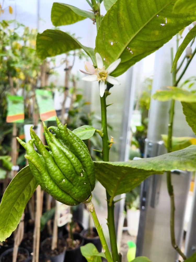 Citrus "Budhova ruka" 160-165 cm