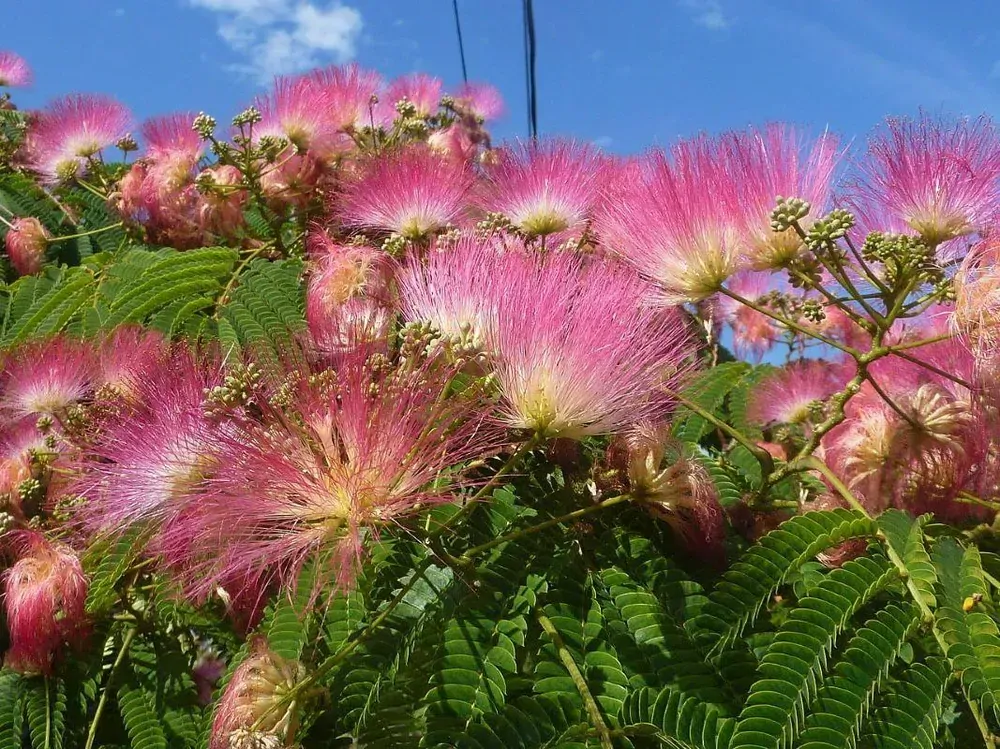 Albizia julibrissin "Rosea", 160-180 cm