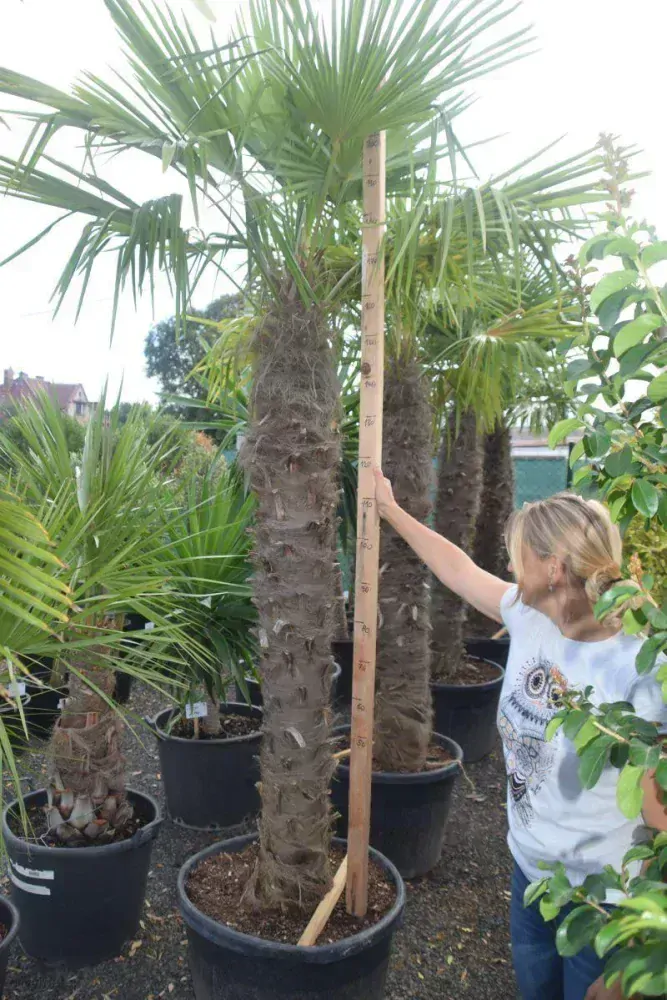 Trachycarpus fortunei 2,5-2,7 m, kmen 150+ cm