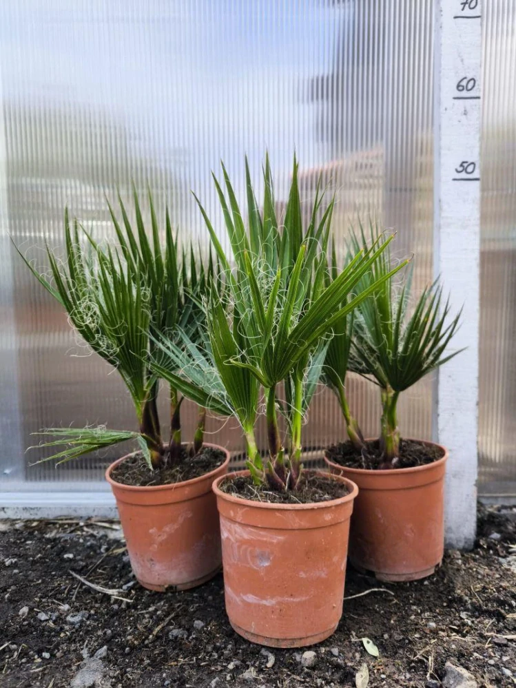 Washingtonia robusta, skupina, 45-50 cm