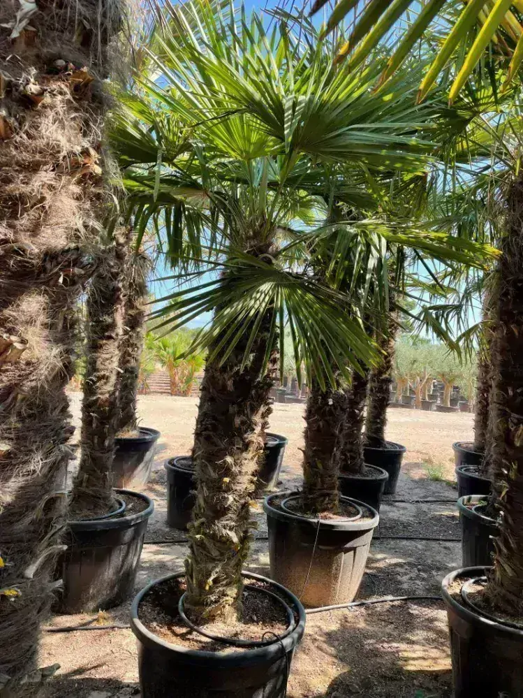 Trachycarpus fortunei 2,9-3,1 m, kmen 190+ cm