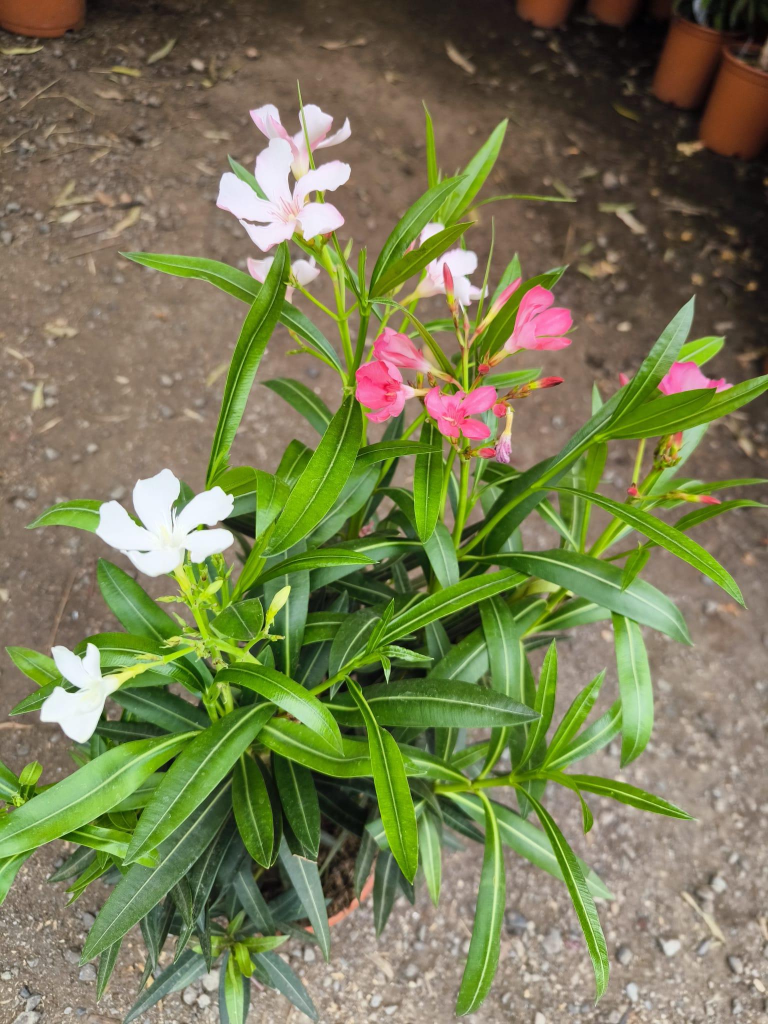 Oleandr, 60-70 cm, 3-BAREVNÝ MIX