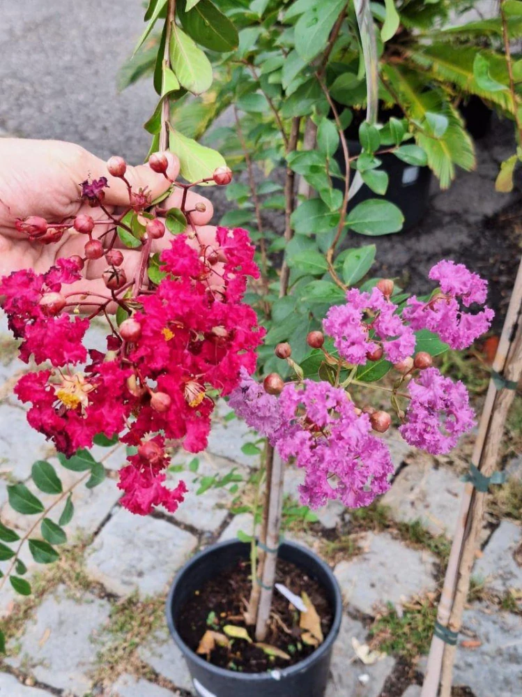Lagerstroemia indica, 160-180 cm