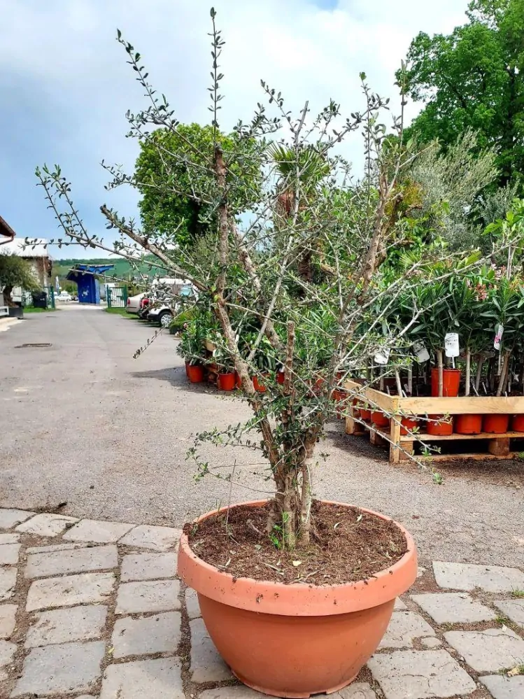 Olivovník evrop., vícekmen, "divoký"