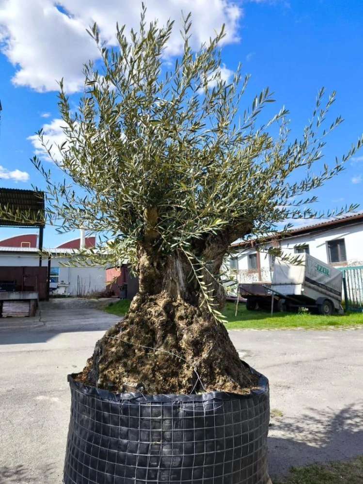Olivovník evropský, bonsai, obv. 1,7 m, síť