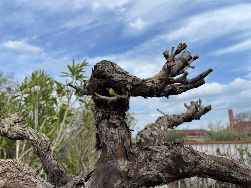 Vinná réva, 1,3m kmen - Moscatel