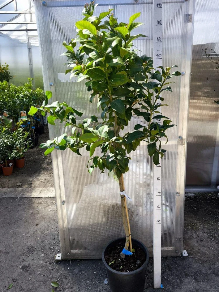 Citrus limon - citron, 170-190 cm