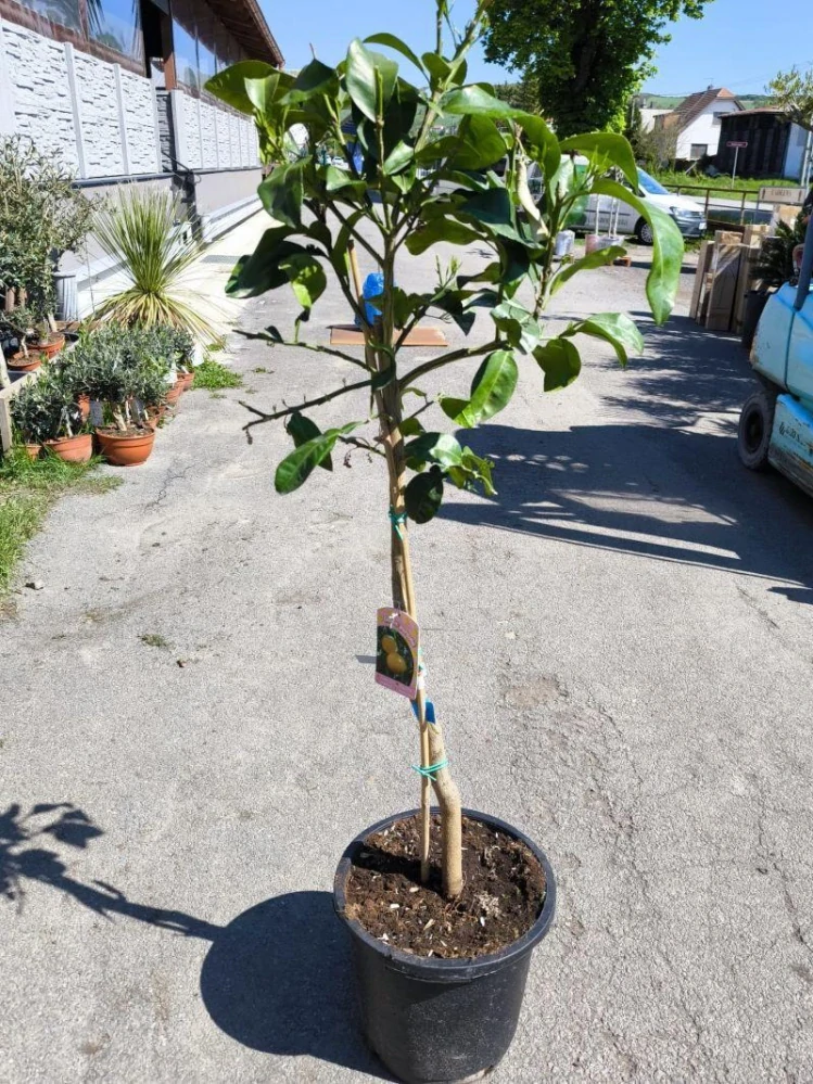 Citrus paradisi - grep, 140-160 cm