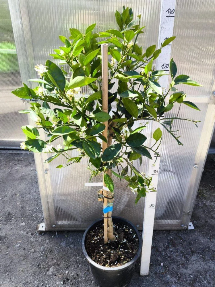 Citrus sinensis - pomerančovník, 130-150 cm
