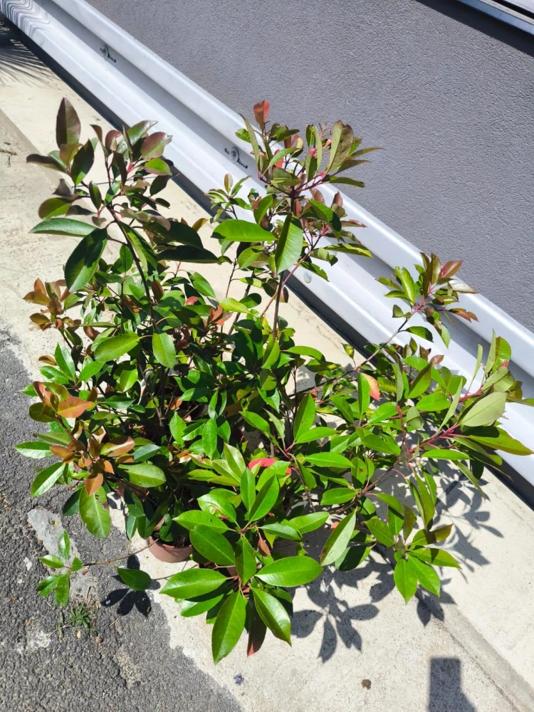 Photinia freseri "Red Robin"