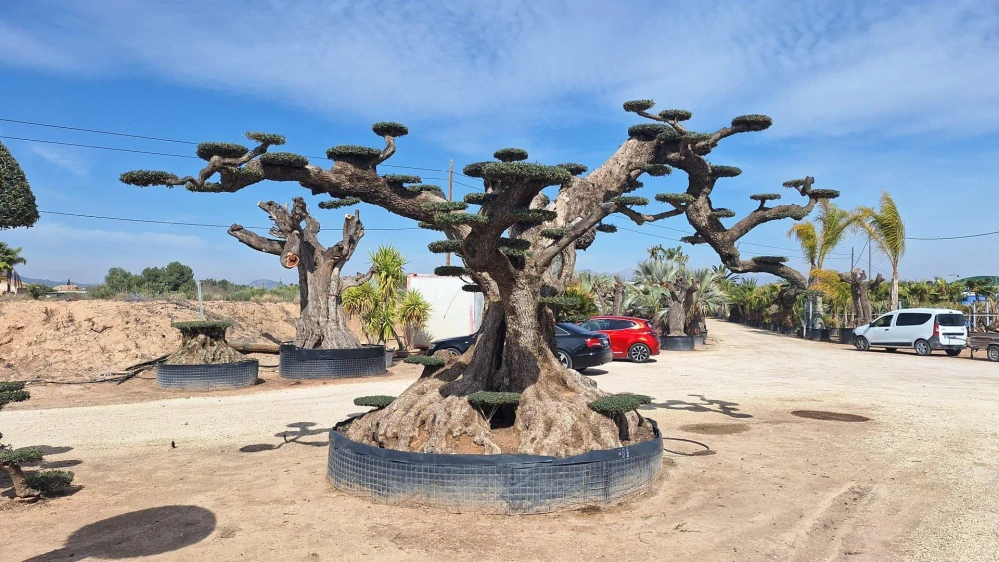 Olivovník evropský, talířový od 30 000 Kč