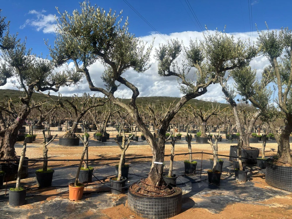 Olivovník evropský, rozdvojený