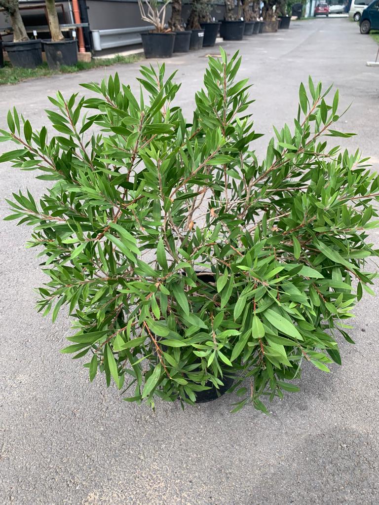 Kalistemon (Štětkovec) 70/80 cm