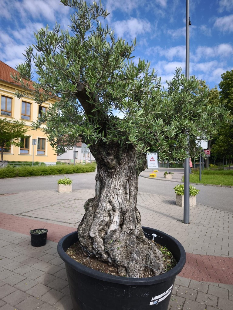 Olivovník evropský, obvod 110-120 cm