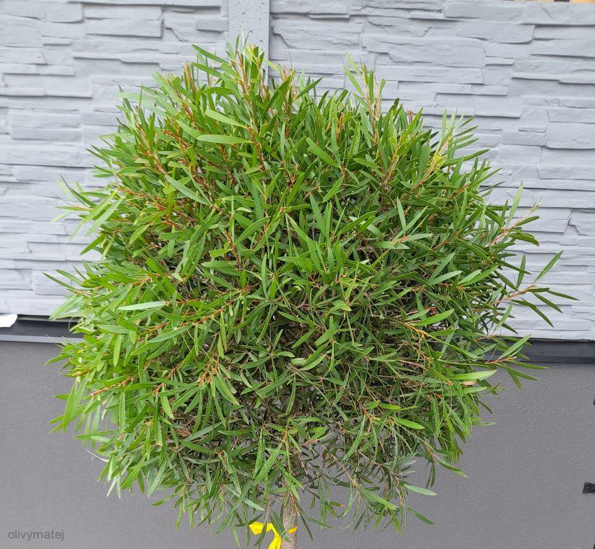 Kalistemon (Štětkovec) - kulovitá koruna