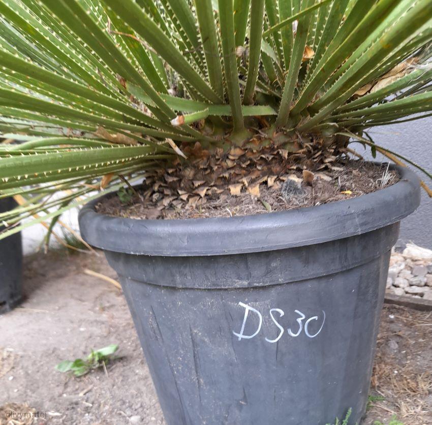 Dasylirion serratifolium (30l)