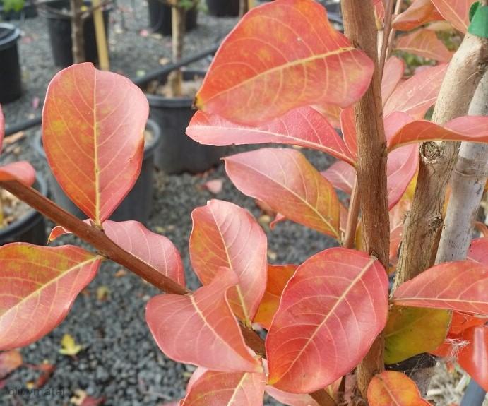 Lagerstroemia indica, vzrostlý keř
