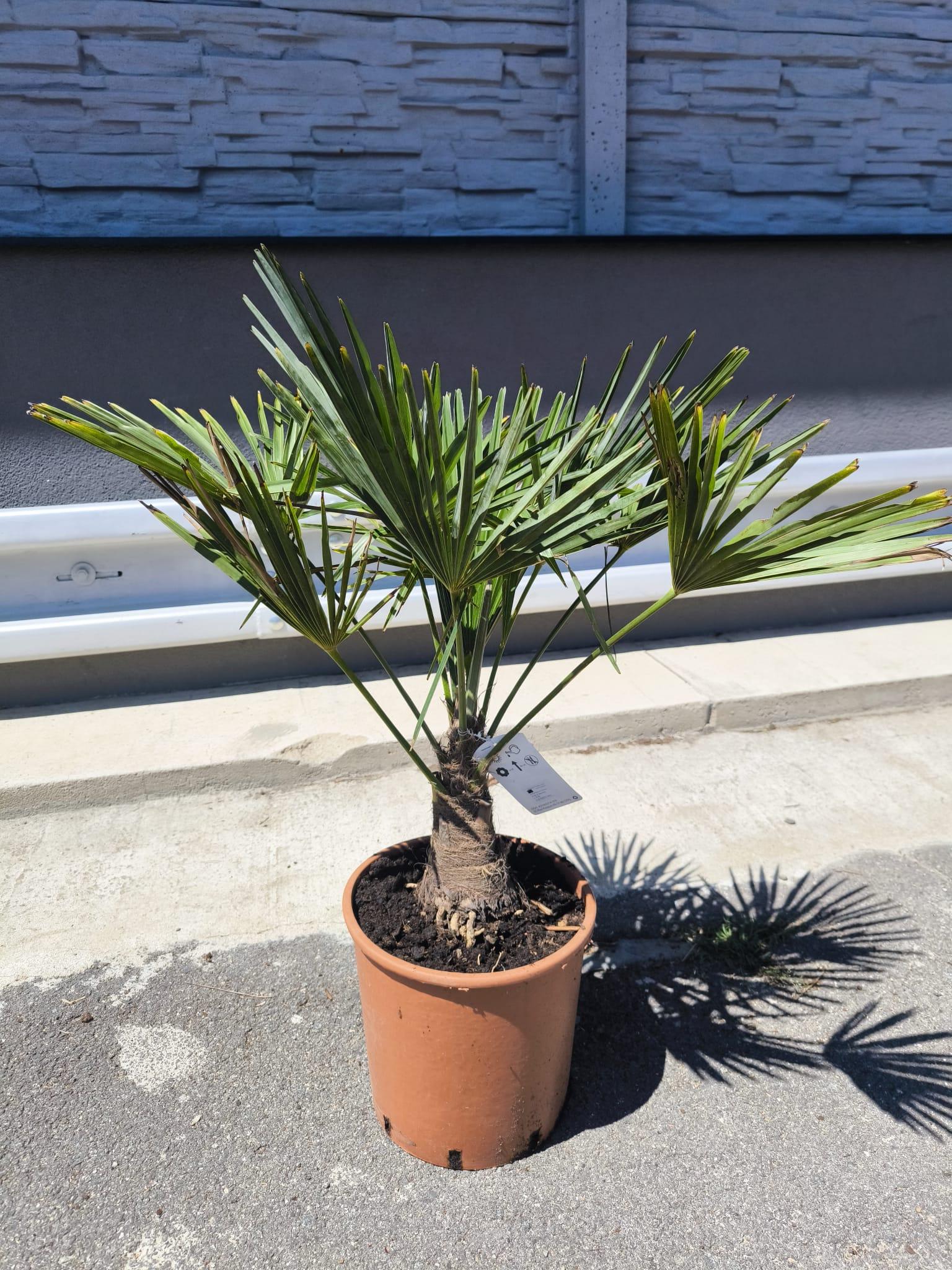 Trachycarpus fortunei 90-100 cm, kmen 10-15 cm