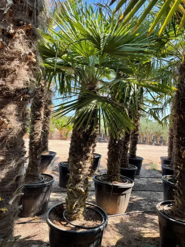 Trachycarpus fortunei 2,5-2,7 m, kmen 150+ cm