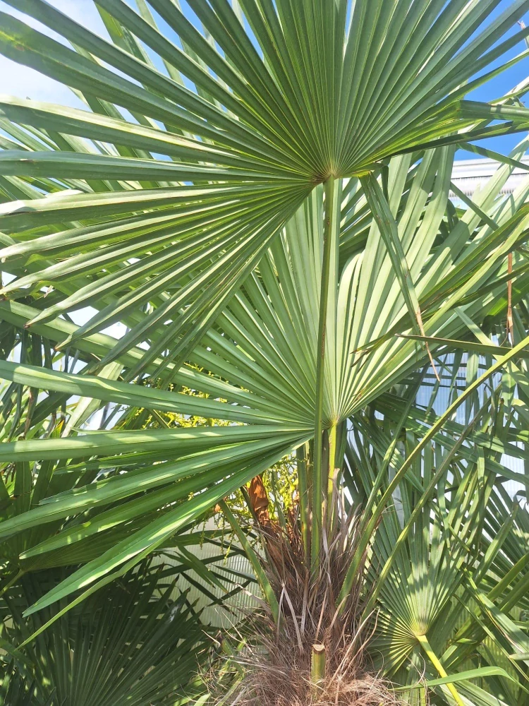 Trachycarpus fortunei 2,2-2,5 m, kmen 120+ cm