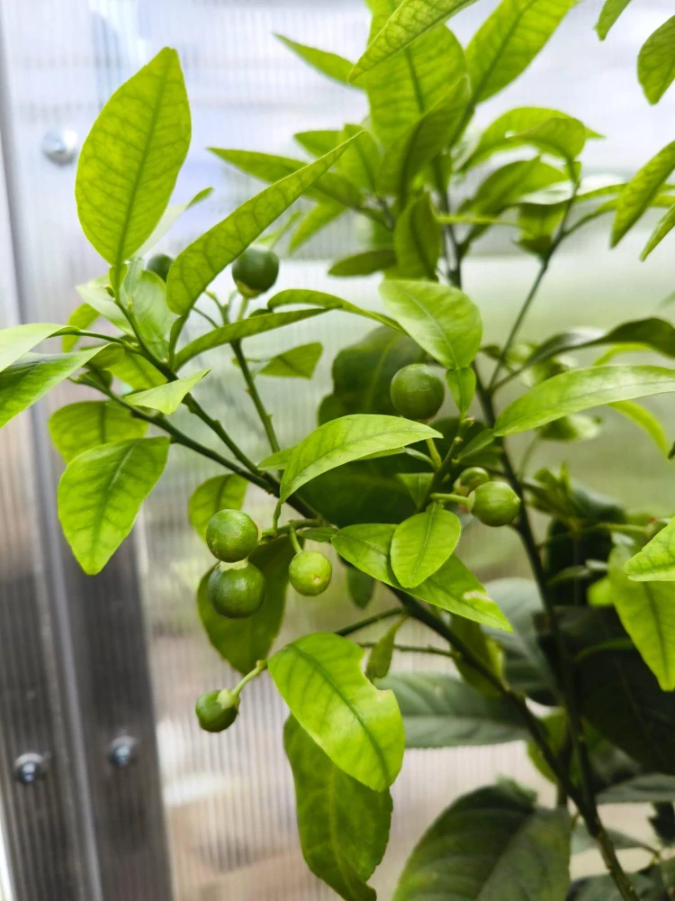 Citrus paradisi - grep, 140-160 cm