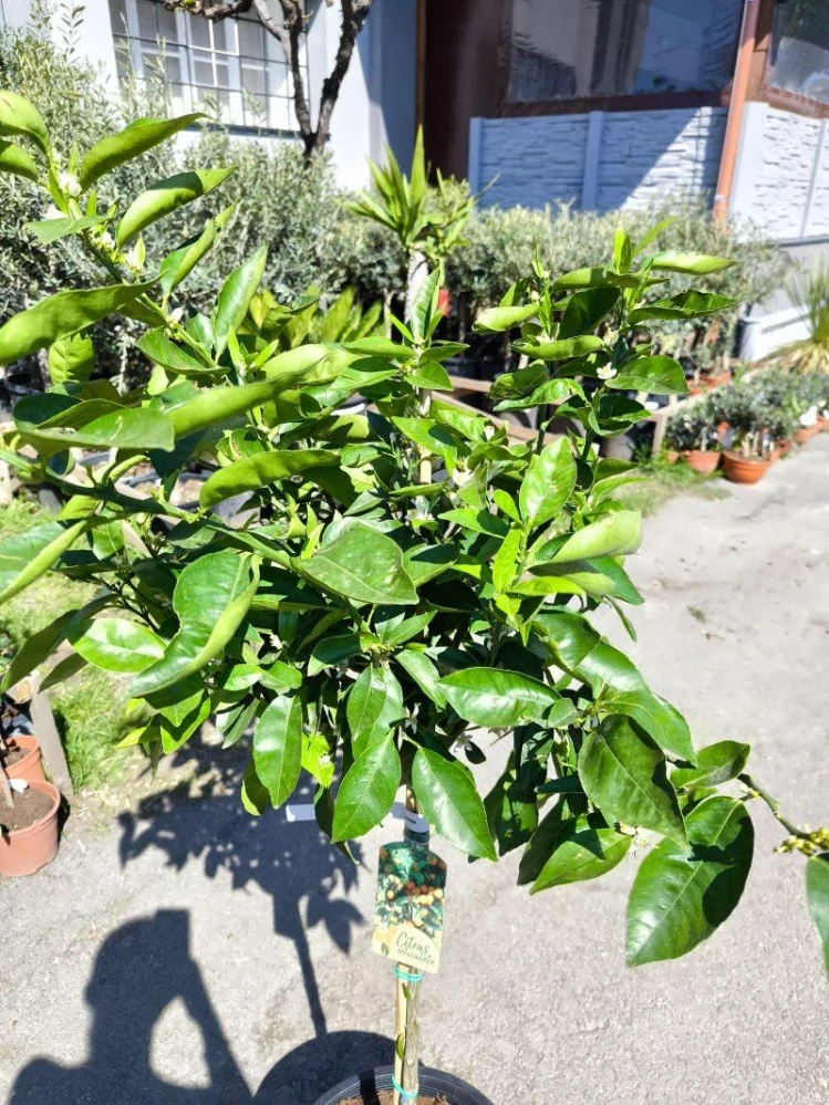 Citrus reticulata - mandarinka, 140-160 cm