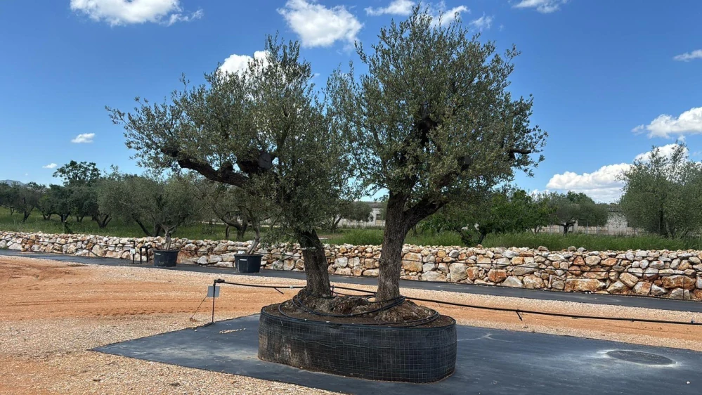 Olivovník evropský, rozdvojený