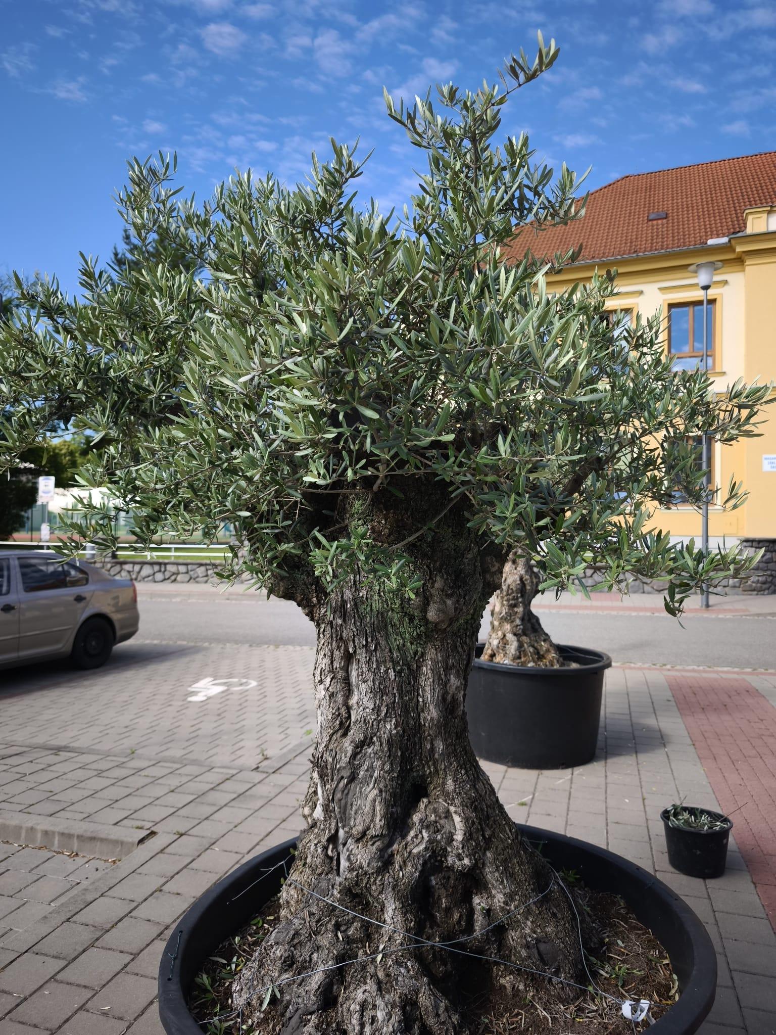 Olivovník evropský, obvod 110-120 cm