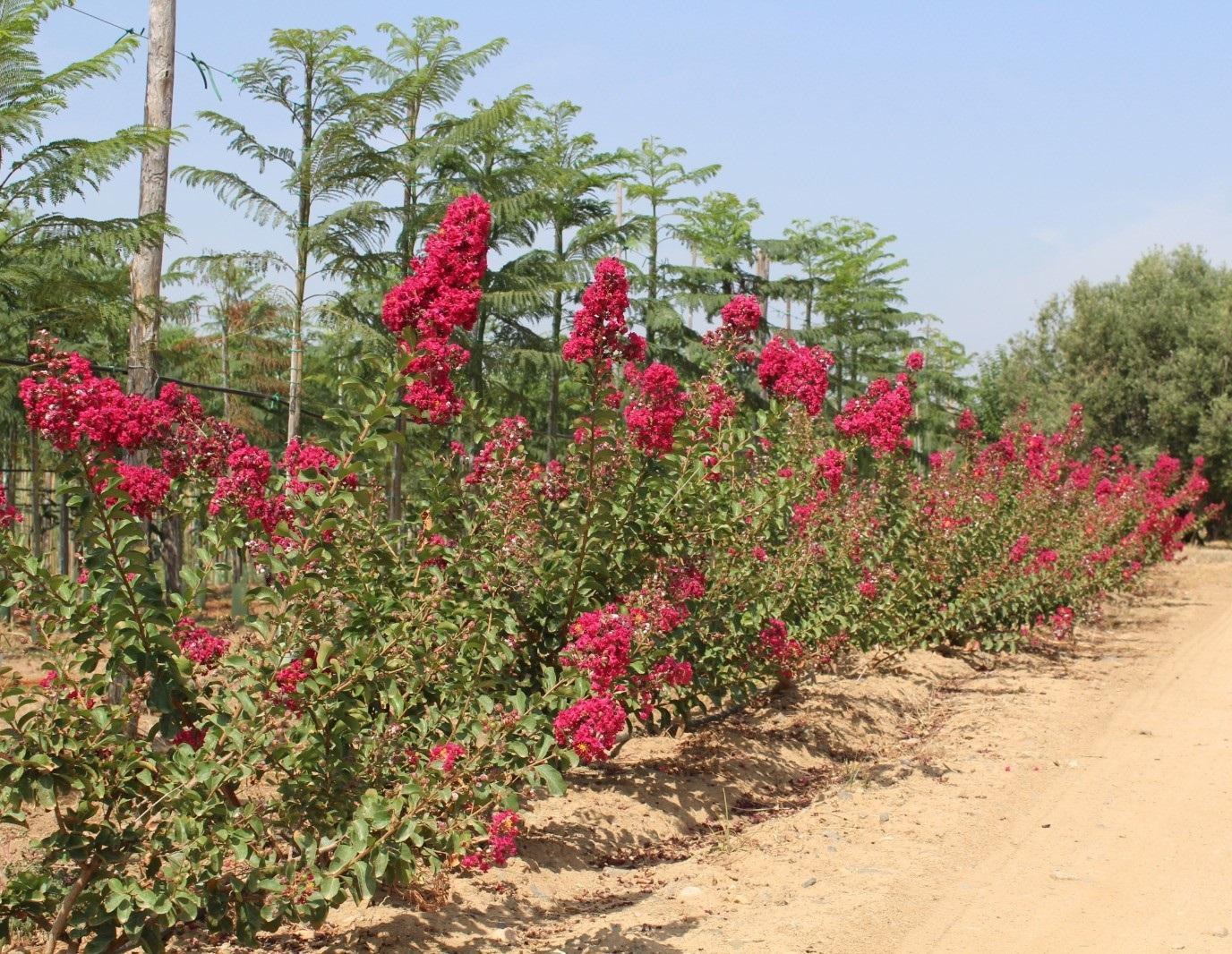 Lagerstroemia indica, vzrostlý keř