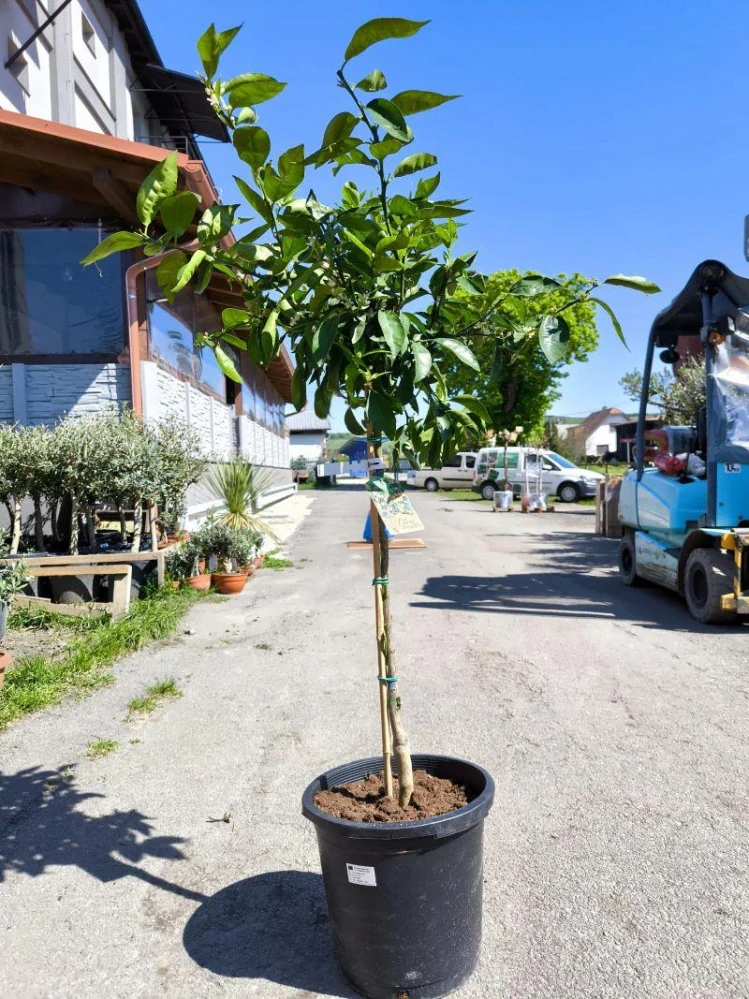 Citrus reticulata - mandarinka, 140-160 cm