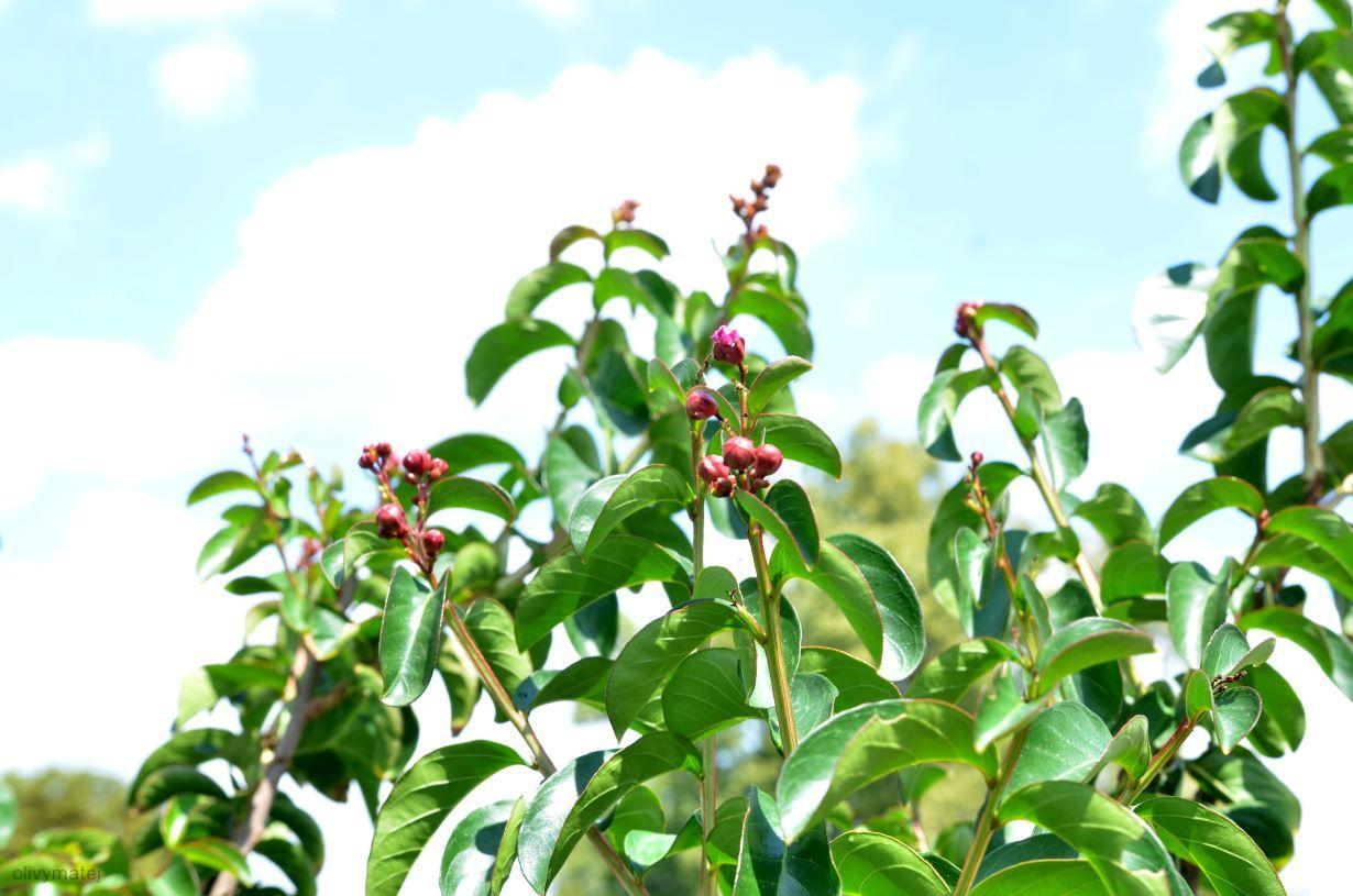 Lagerstroemia indica, vzrostlý keř