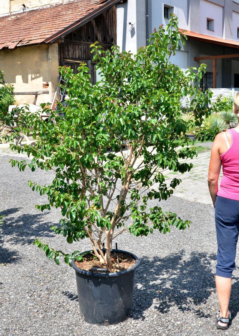 Lagerstroemia indica, vzrostlý keř