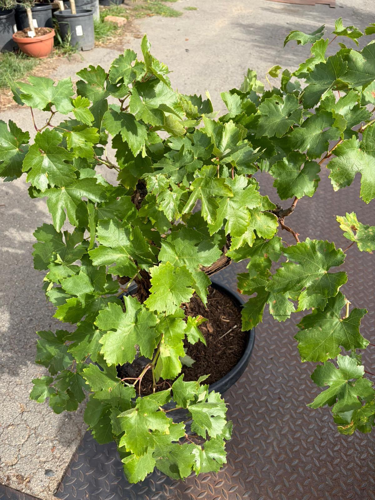 Vinná réva, 30-40cm