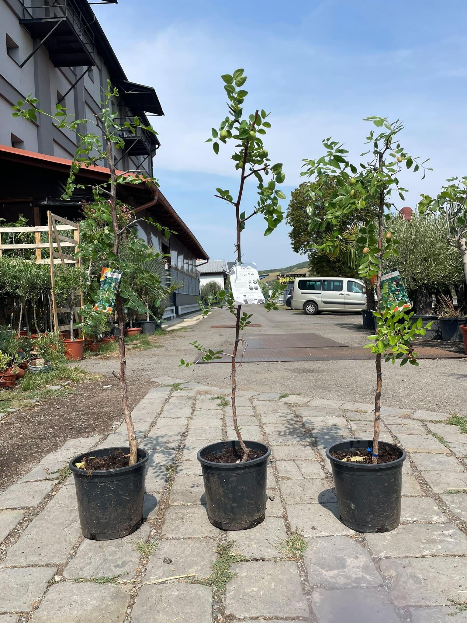 Ziziphus jujuba, 120 - 130 cm